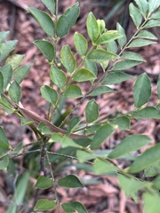 Zanthoxylum avicennae, photograph (c) Vladislav Isaev, some rights reserved (CC BY)