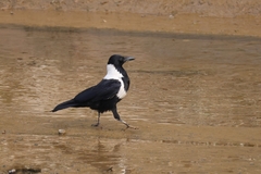 Collared Crow photo 3