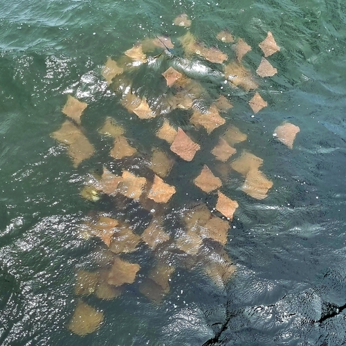 Australian cownose ray (Rhinoptera neglecta) — Myliobatidae — 5