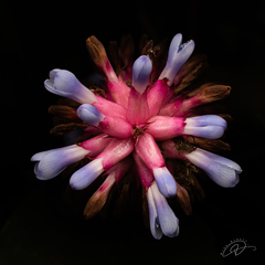 Aechmea cylindrata, photograph (c) Reinaldo de Oliveira Elias, some rights reserved (CC BY)