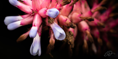 Aechmea cylindrata, photograph (c) Reinaldo de Oliveira Elias, some rights reserved (CC BY)