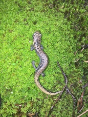 Pseudoeurycea leprosa