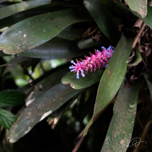 Aechmea cylindrata, photograph 3