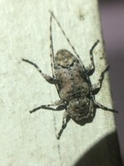 Sternidius mimeticus