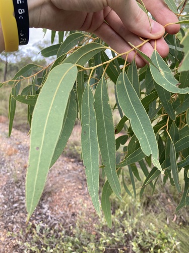 Image of Eucalyptus phoenicea by (c) Thomas Mesaglio, some rights reserved (CC BY)