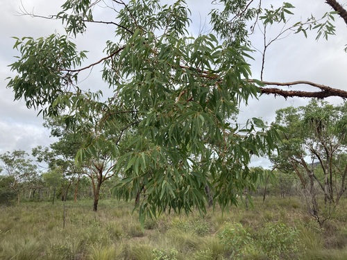 Image of Eucalyptus phoenicea by (c) Thomas Mesaglio, some rights reserved (CC BY)