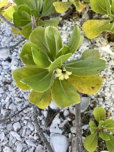 Scaevola paulayi observed 2024-10-15