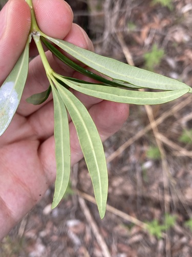 Image of Alstonia actinophylla by (c) Thomas Mesaglio, some rights reserved (CC BY)