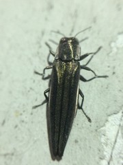 Agrilus macer