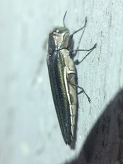 Agrilus macer