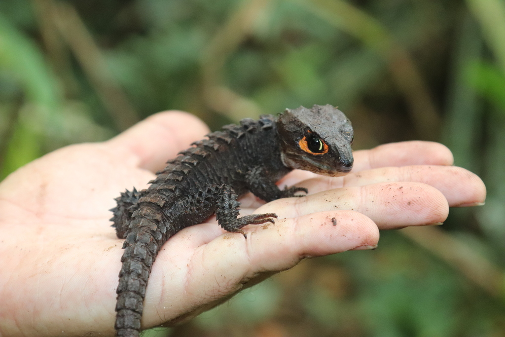 Tribolonotus gracilis (Tribolonotus gracilis)
