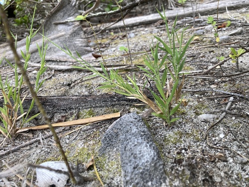 Image of Lepturus repens by (c) Samuel Brown, some rights reserved (CC BY)