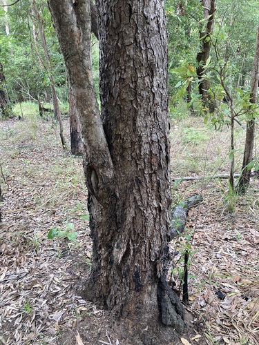 Image of Allosyncarpia ternata by (c) Thomas Mesaglio, some rights reserved (CC BY)