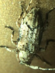 Sternidius mimeticus