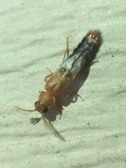 Distremocephalus texanus