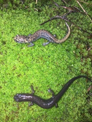 Pseudoeurycea leprosa