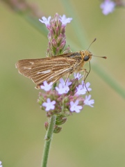 Panoquina panoquin