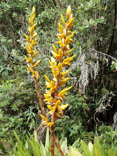Cipuropsis hospitalis (Cipuropsis hospitalis)