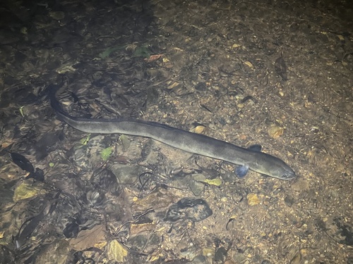 Pacific shortfin eel (Anguilla obscura) — Anguillidae — 3