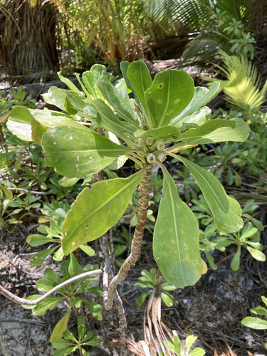 Scaevola paulayi observed 2024-10-15