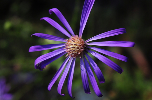 Image of Symphyotrichum georgianum by (c) evlyshroom, some rights reserved (CC BY)