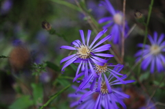 Symphyotrichum georgianum, photograph (c) evlyshroom, some rights reserved (CC BY)