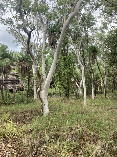 White eucalyptus (Eucalyptus alba)