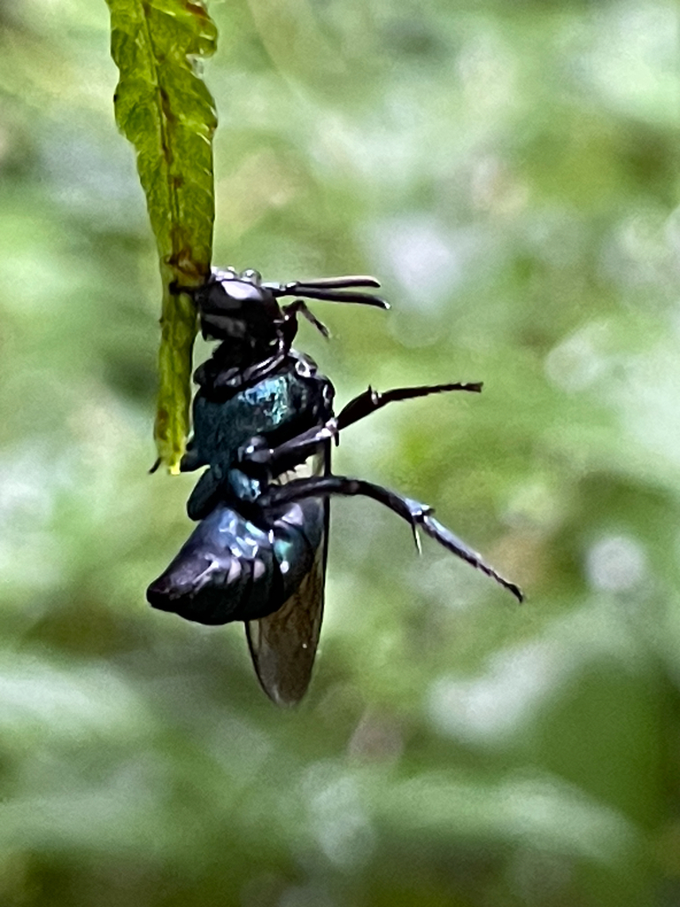 Thalestria spinosa