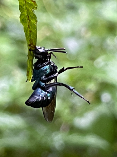 Thalestria spinosa