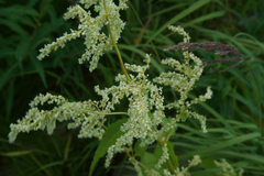 Koenigia alaskana