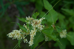Koenigia alaskana