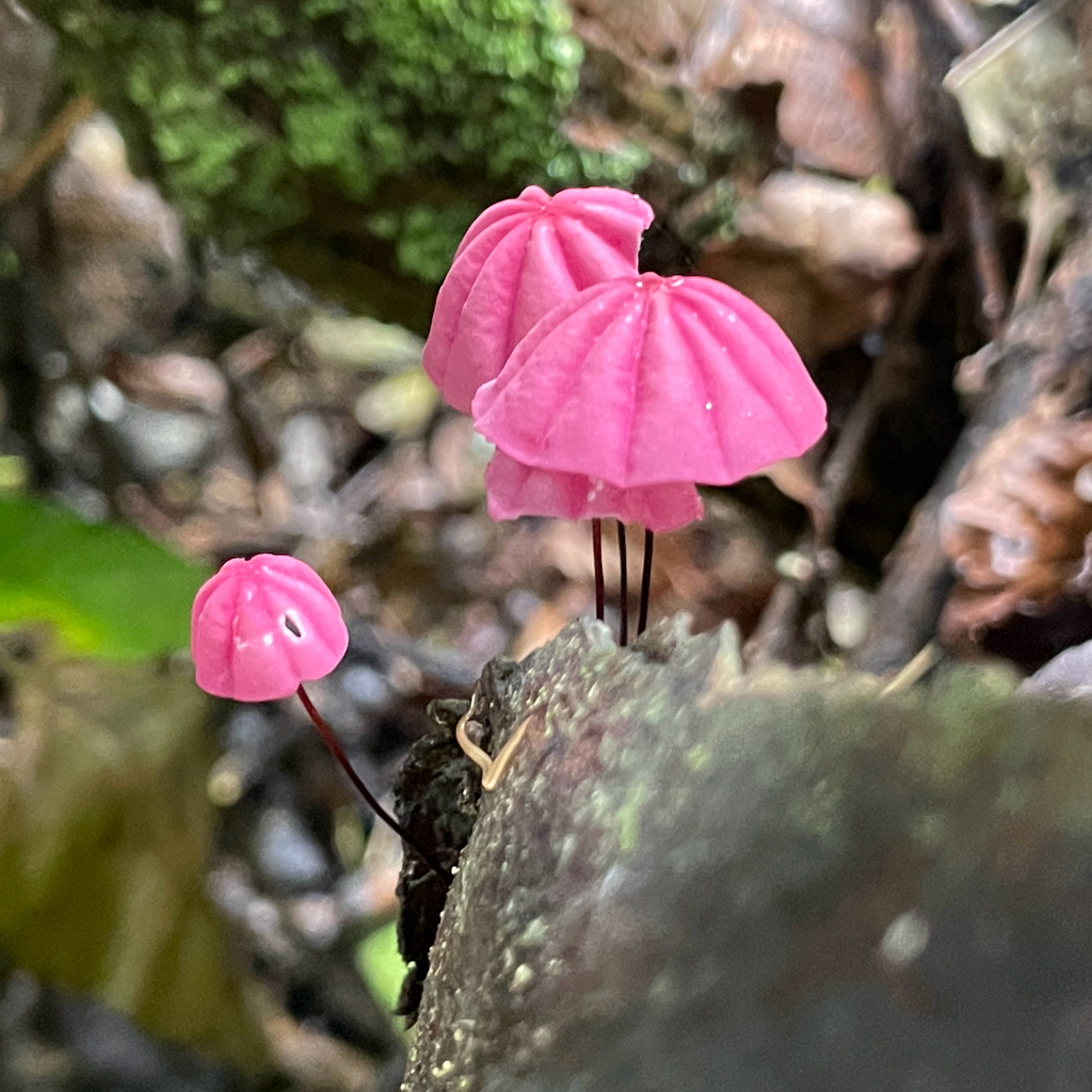 Marasmius haematocephalus · December 2024 · photo: © deboas (iNaturalist, cc0)