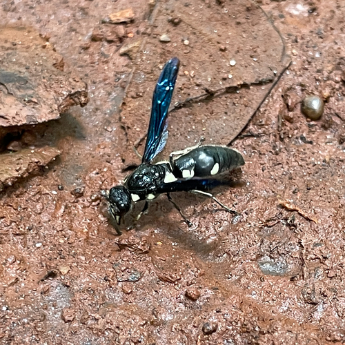 Pseudodynerus maxillaris