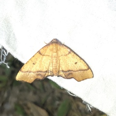 Plagodis phlogosaria