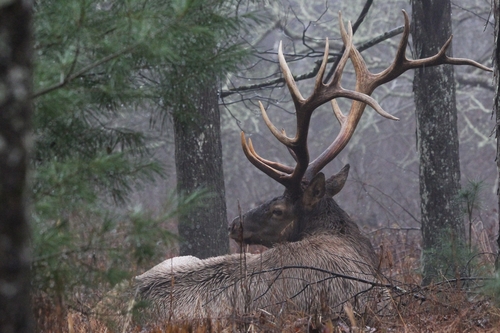Elk photographed in Pennsylvania