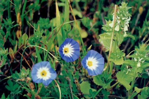 Convolvulus tricolor