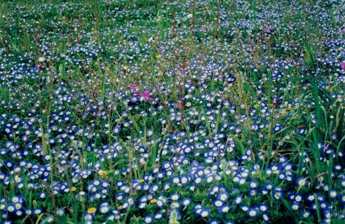 Convolvulus tricolor
