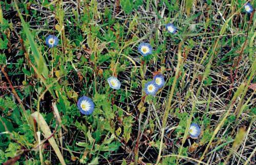 Convolvulus tricolor