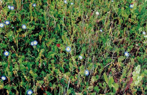 Convolvulus tricolor
