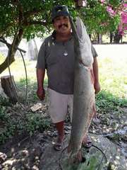 Atractosteus spatula