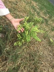 Robinia pseudoacacia