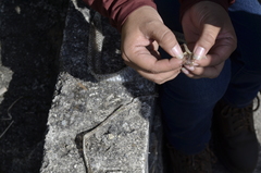 Drymarchon melanurus