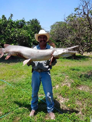 Atractosteus spatula