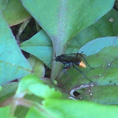 Tachypompilus analis