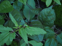 Tachypompilus analis