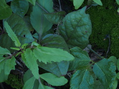 Tachypompilus analis