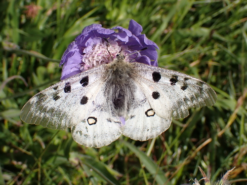Jasoň červenooký (Parnassius apollo)