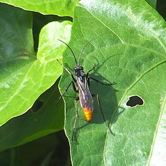 Tachypompilus analis