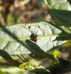 Psylliodes brettinghami