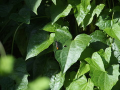 Tachypompilus analis